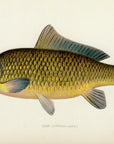 1904 Carp - Antique Sherman F. Denton Fish Print