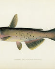 1904 Channel Catfish - Antique Sherman F. Denton Fish Print