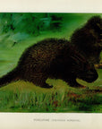 1904 Porcupine - Antique Charles Lang Rodent Print