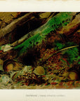 1904 Chipmunk - Antique Charles Lang Rodent Print