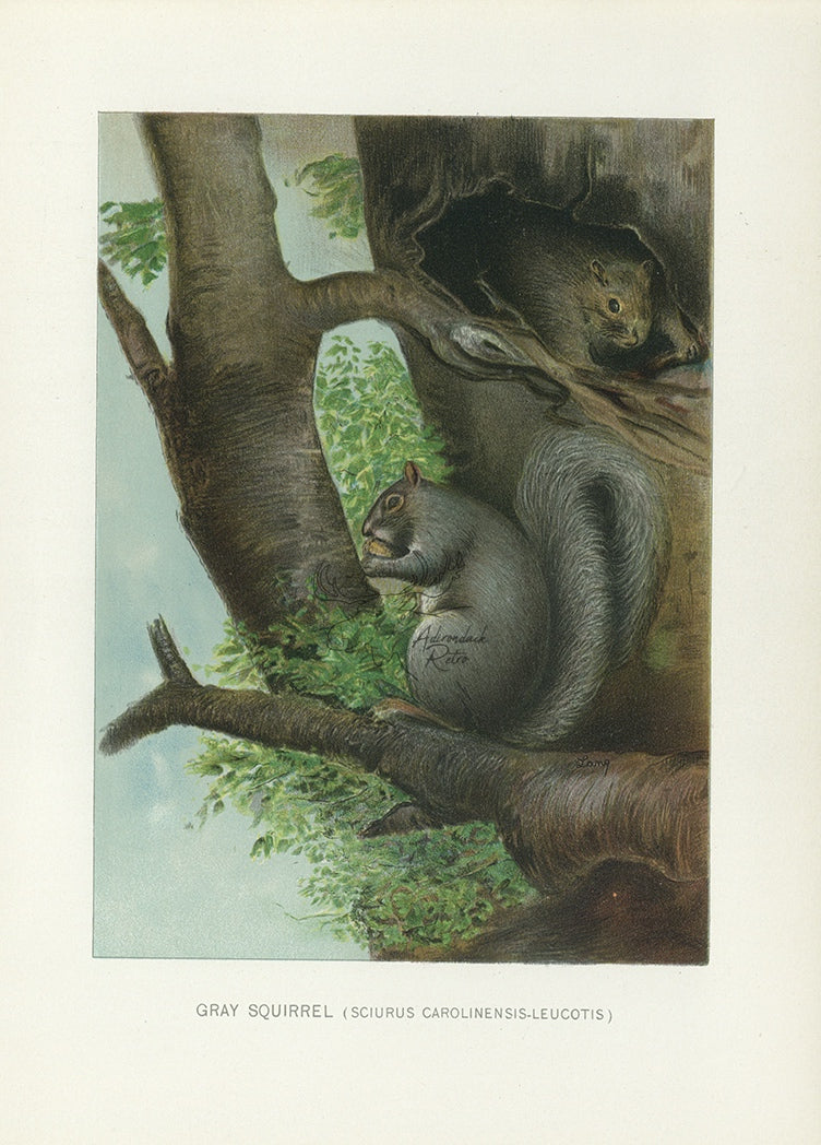 1904 Gray Squirrel - Antique Charles Lang Rodent Print