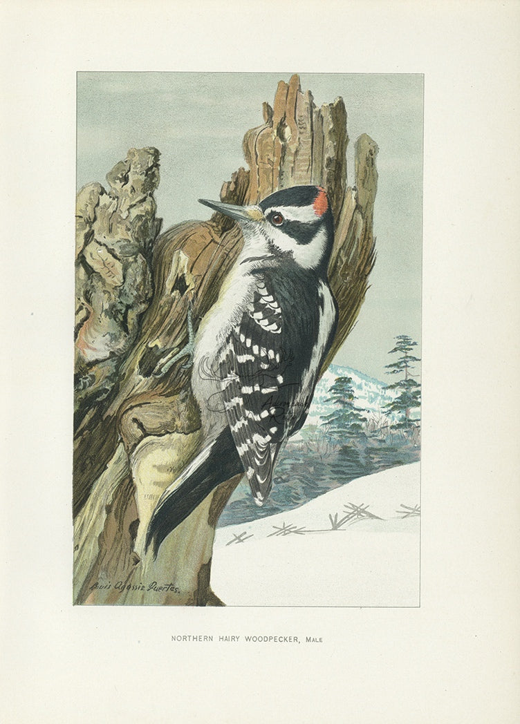 1904 Male Northern Hairy Woodpecker - Antique Louis Agassiz Fuertes Bird Print