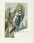 1904 Male Northern Hairy Woodpecker - Antique Louis Agassiz Fuertes Bird Print