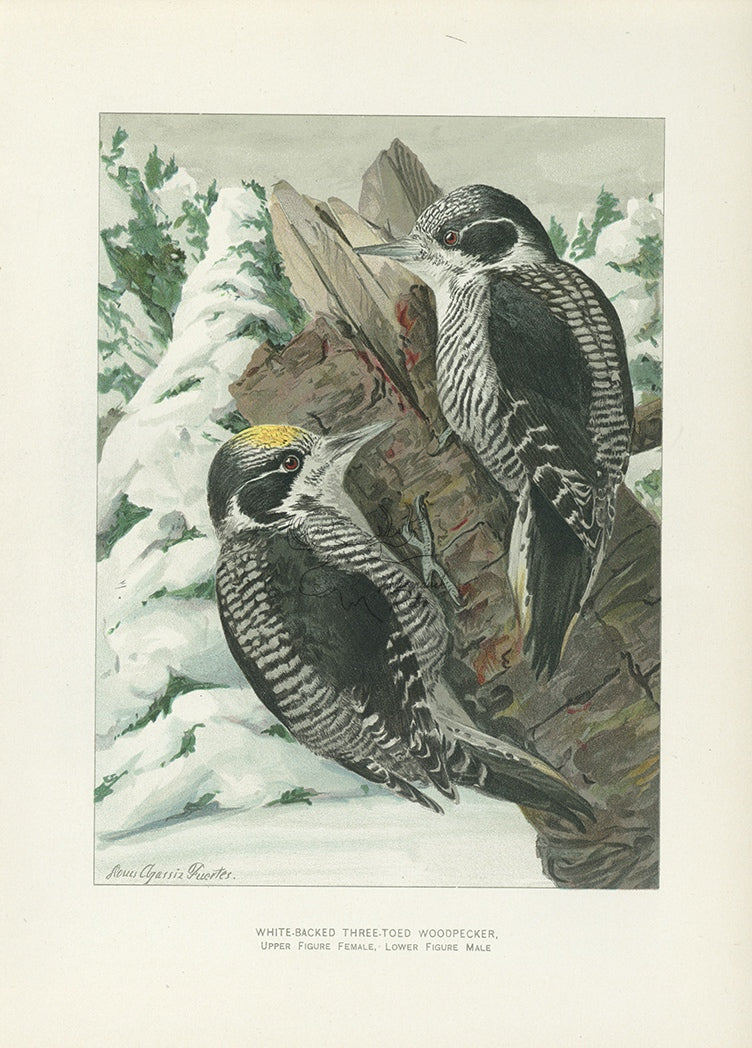1904 White-Backed Three-Toed Woodpecker - Antique Louis Agassiz Fuertes Bird Print