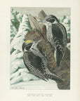 1904 White-Backed Three-Toed Woodpecker - Antique Louis Agassiz Fuertes Bird Print