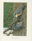 1904 Red Breasted Nuthatch - Antique Louis Agassiz Fuertes Bird Print