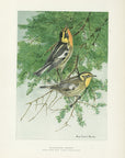1904 Blackburnian Warbler - Antique Louis Agassiz Fuertes Bird Print