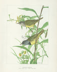1904 Mourning Warbler - Antique Louis Agassiz Fuertes Songbird Print