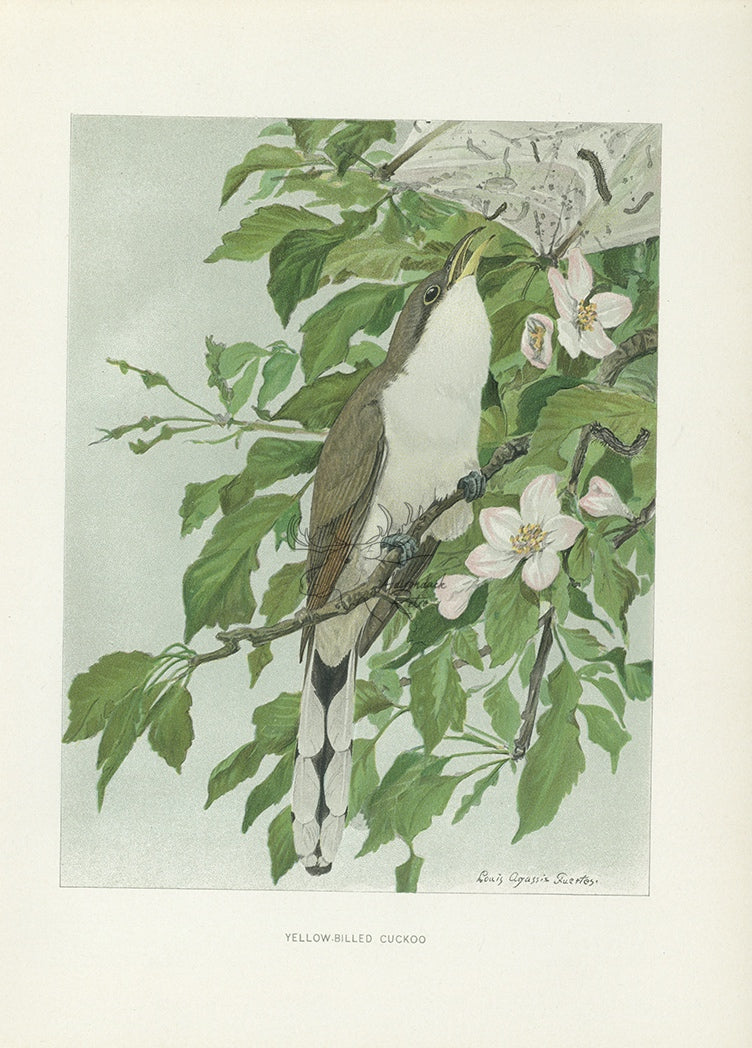 1904 Yellow-Billed Cuckoo - Antique Louis Agassiz Fuertes Bird Print
