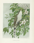 1904 Yellow-Billed Cuckoo - Antique Louis Agassiz Fuertes Bird Print