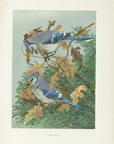 1904 Blue Jay - Antique Louis Agassiz Fuertes Songbird Print