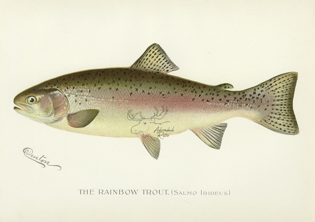 【美品】 - Trout Rainbow 1896 Sherman Print Fish Antique Denton F. 洋書
