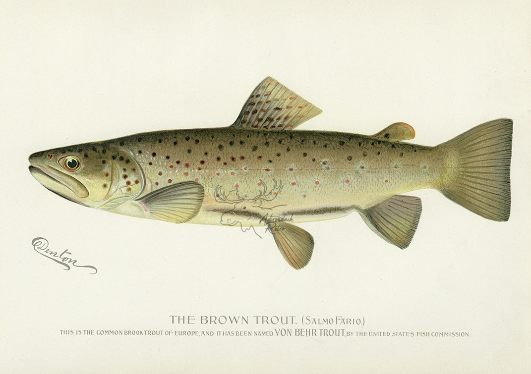 1896 Von Behr Trout - Sherman F. Denton Antique Fish Print