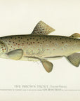 1896 Von Behr Trout - Sherman F. Denton Antique Fish Print