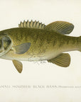1896 Small Mouthed Black Bass - Sherman F. Denton Antique Fish Print