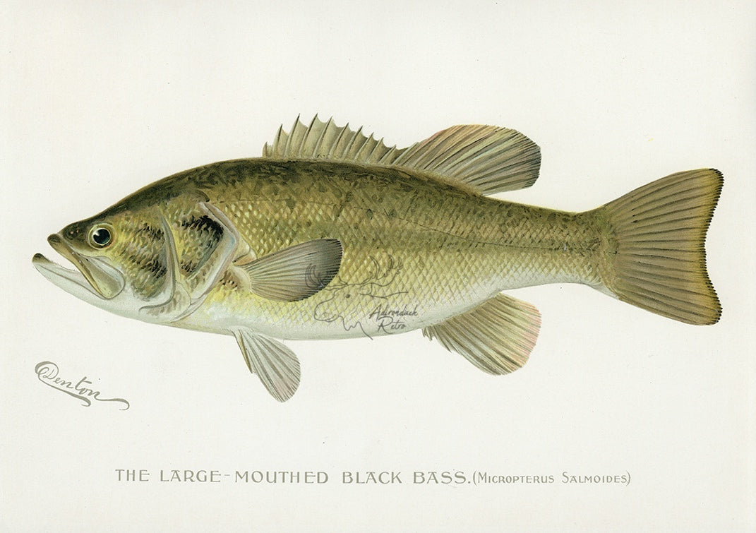 1896 Large Mouthed Black Bass - Sherman F. Denton Antique Fish Print