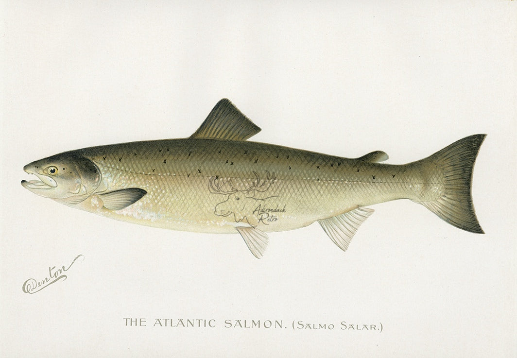 1896 White Fish - Sherman F. Denton Antique Fish Print