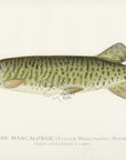 1896 Mascalonge - Sherman F. Denton Antique Fish Print