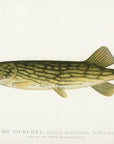 1896 Upper Hudson River Pickerel - Sherman F. Denton Antique Fish Print