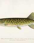1896 Massachusetts Pond Pickerel - Sherman F. Denton Antique Fish Print