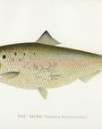 1896 Shad - Sherman F. Denton Antique Fish Print