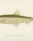 1896 Smelt - Sherman F. Denton Antique Fish Print