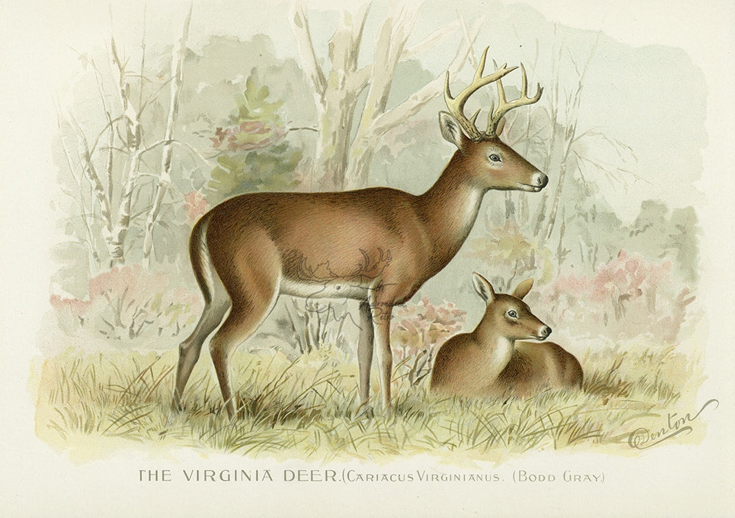 1896 Virginia Deer - Sherman F. Denton Antique Mammal Print