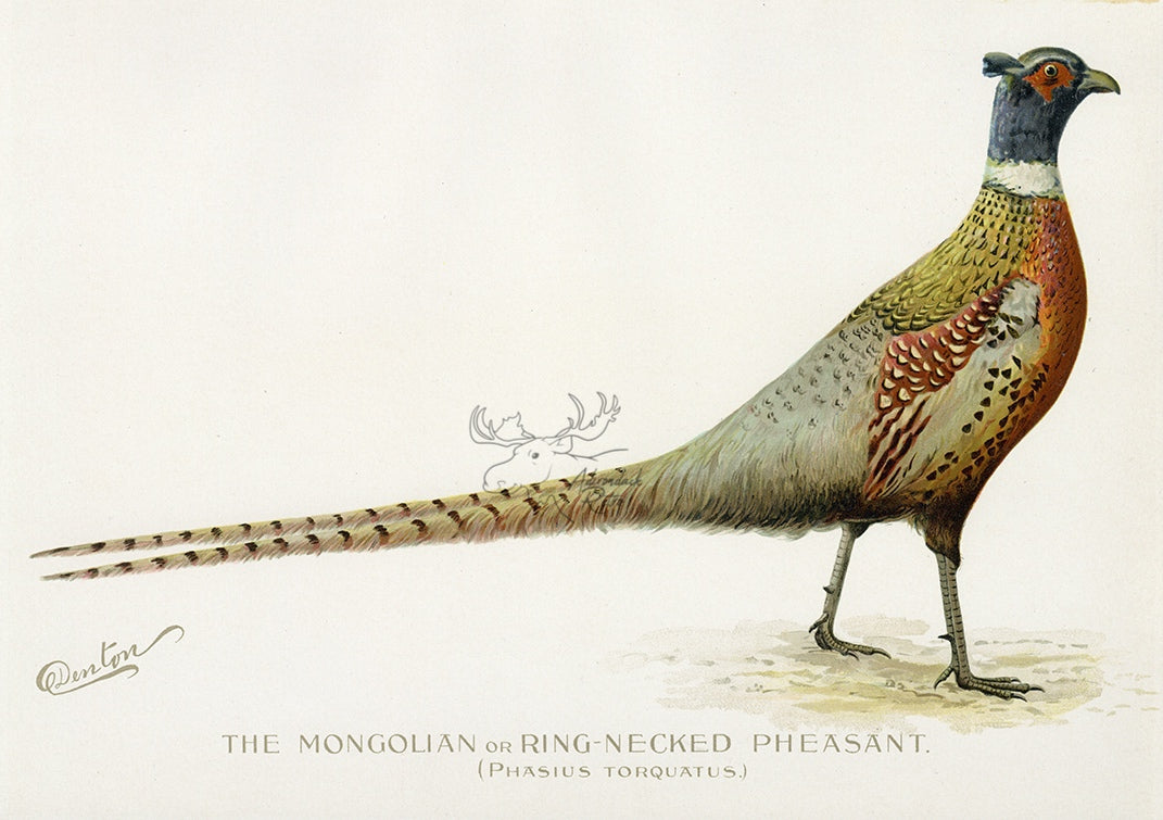 1896 Mongolian - Sherman F. Denton Antique Bird Print