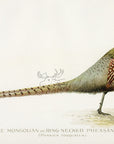 1896 Mongolian - Sherman F. Denton Antique Bird Print