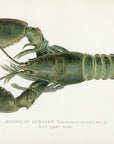 1899 American Lobster (Male Upper Side) - Sherman F. Denton Antique Sea Life Print