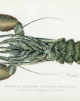 1899 American Lobster (Underside of Egg Bearing Female) - Sherman F. Denton Antique Crustacean Print