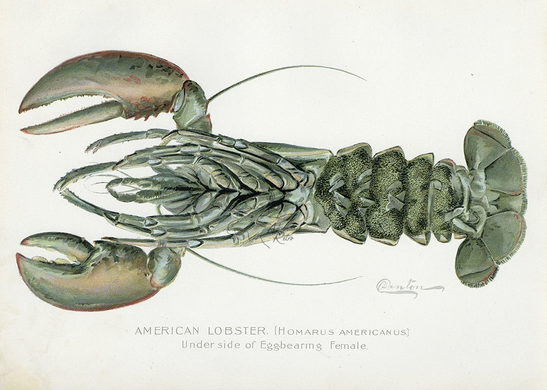 1899 American Lobster (Underside of Egg Bearing Female) - Sherman F. Denton Antique Sea Life Print