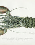 1899 American Lobster (Underside of Egg Bearing Female) - Sherman F. Denton Antique Sea Life Print