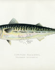 1899 Common Mackerel - Sherman F. Denton Antique Fish Print
