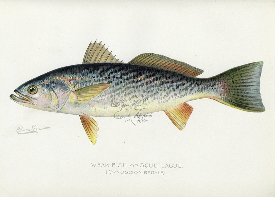 1899 Weakfish - Sherman F. Denton Antique Marine Fish Print