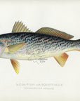 1899 Weakfish - Sherman F. Denton Antique Marine Fish Print