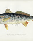 1899 Squeteague - Sherman F. Denton Antique Saltwater Fish Print