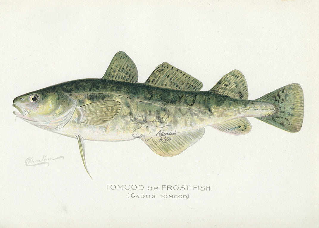 1899 Tomcod - Sherman F. Denton Antique Marine Fish Print