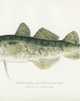 1899 Tomcod - Sherman F. Denton Antique Marine Fish Print