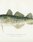 1899 Frostfish - Sherman F. Denton Antique Saltwater Fish Print