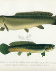 1899 Dogfish - Sherman F. Denton Antique Freshwater Fish Print