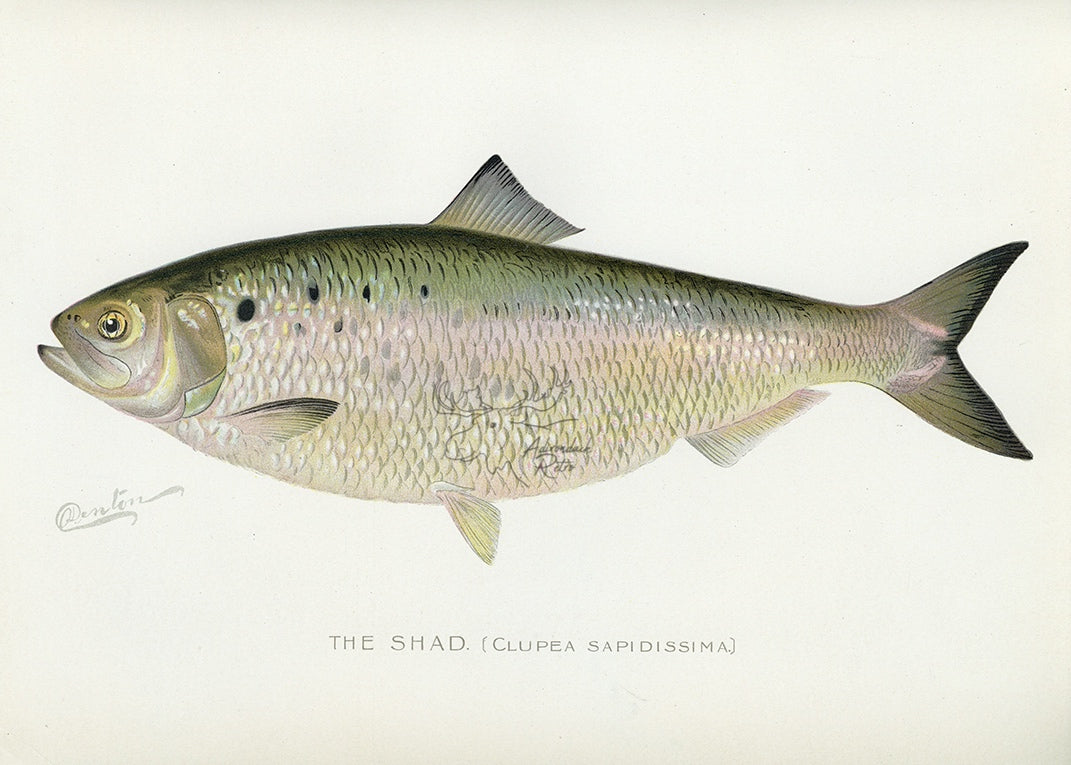 1899 Shad - Sherman F. Denton Antique Saltwater Fish Print