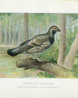 1899 Spruce Grouse - J.L. Ridgway Antique Upland Game Bird Print