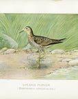 1899 Upland Plover - J.L. Ridgway Antique Shorebird Print