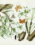 1899 Forest Tent Caterpillar and Maple Worm - Antique Insect Print