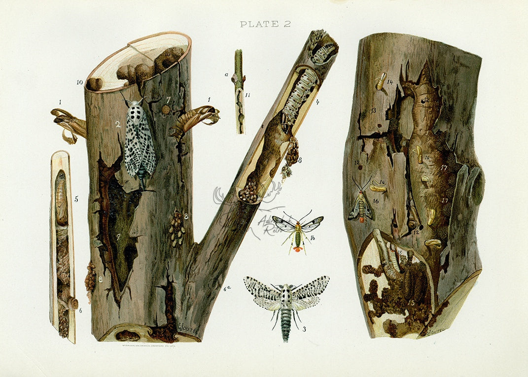 1899 Leopard Moth and Maple Borer - Antique Insect Print