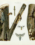 1899 Leopard Moth and Maple Borer - Antique Insect Print