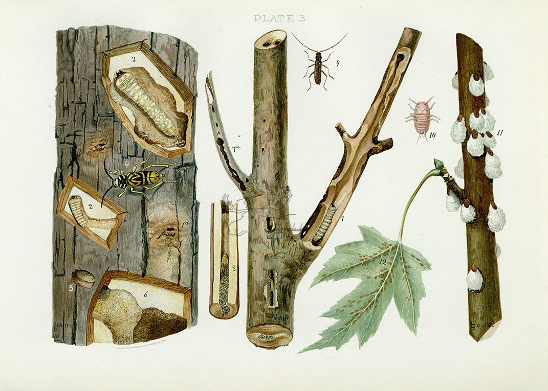 1899 Maple Tree Pruner and Sugar Maple Borer - Antique Insect Print