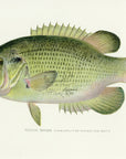 1907 Rock Bass Antique Fish Print by Sherman F. Denton