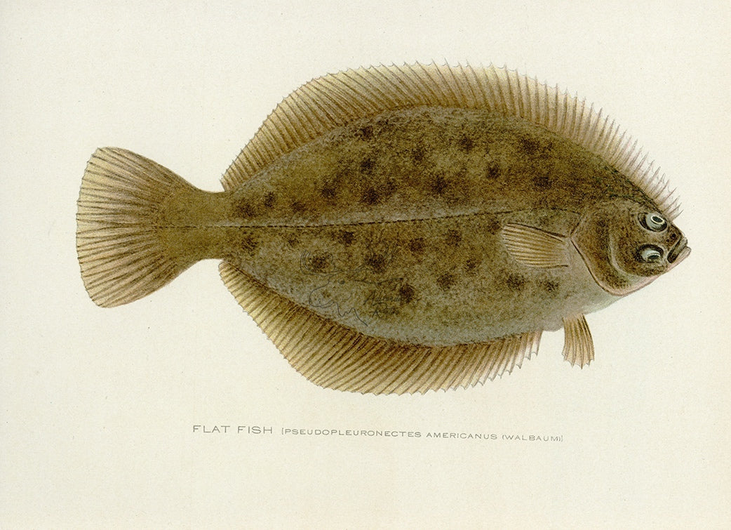 1907 Flat Fish - Antique Sherman F. Denton Fish Print